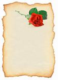 scroll with rose