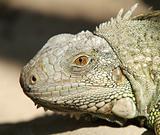 Head of iguana