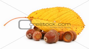 acorns and leaf