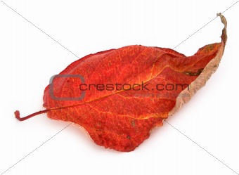 dry autumn leaf #2
