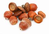 dry brown acorns