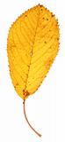 dry fall leaf