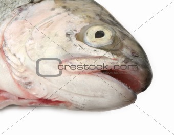 fish head on white
