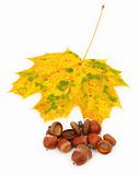 group of acorns and maple leaf 