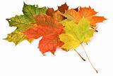 multicolored maple leaves