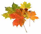 multicolored maple leaves