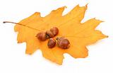 oak leaf and acorns