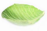 single cabbage leaf #2