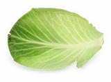 single cabbage leaf