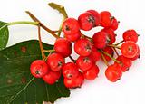 rowan berries 