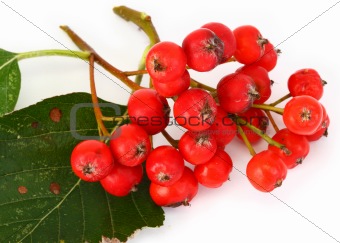 rowan berries 