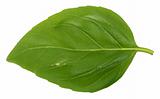 single basil leaf