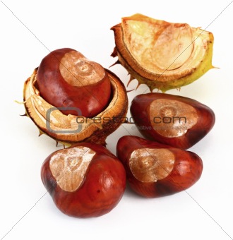 chestnuts on white #2
