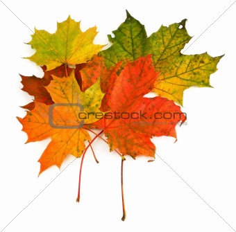 group of maple leaves