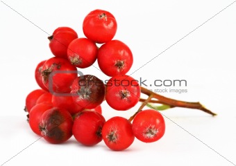 macro of rowan berries #2