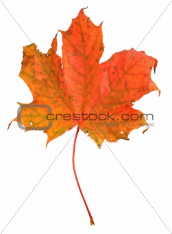 maple leaf isolated