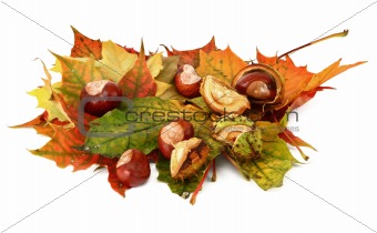 maple leaves and chestnuts #3