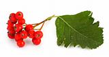 rowan berries #2