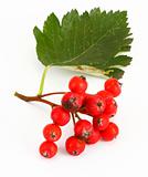 rowan berries #3