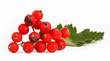 rowan berries #4