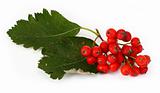 rowan berries #5