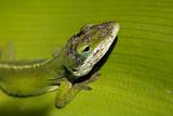 Green Gecko Head