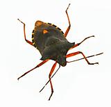 hemiptera bug #2