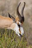 Feeding Springbok