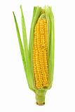 corn cob 