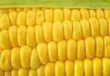 corn cob background