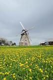 windmill in a dandelion field
