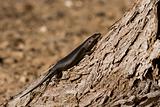 Kalahari Lizard