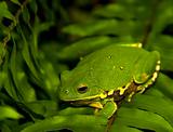 Tree Frog Camo