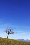 Single lone tree & blue sky