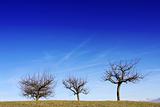 Three tress against blue sky