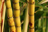 yellow sugar cane in the gardens