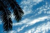 Coconut Palm Frond in a Blue Sky