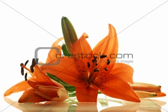few lilies with reflection