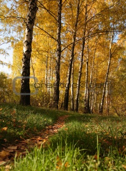 Autumn trail.