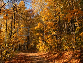 Autumn path in wood.