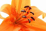 abstract close up  of orange lily