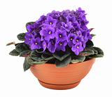 fresh violets in pot