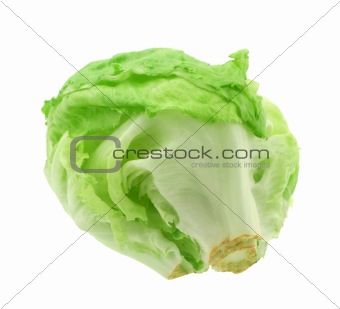 lettuce head