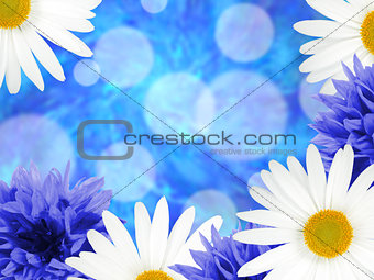 Background with daisies and cornflowers