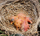 Close-Up Of Just Hatched Robin Chicks