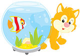 Kitten playing with an aquarium fish