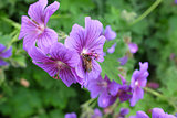Honeybee taking nectar from a geranium