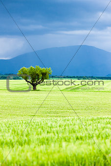spring field with a tree, Plateau de Valensole, Provence, France