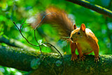 mischievous red squirrel on a tree branch