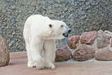 Beautiful polar bear near the stone wall